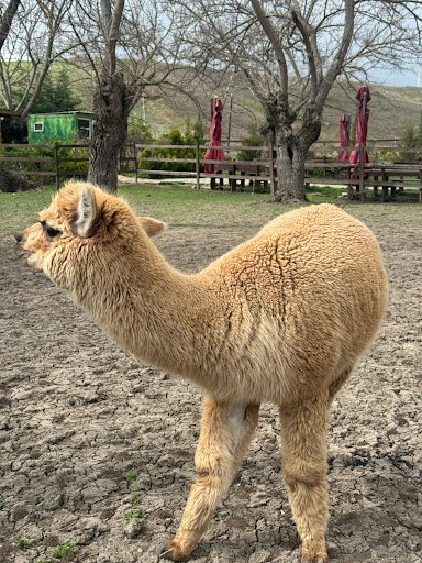 Photo from customer review